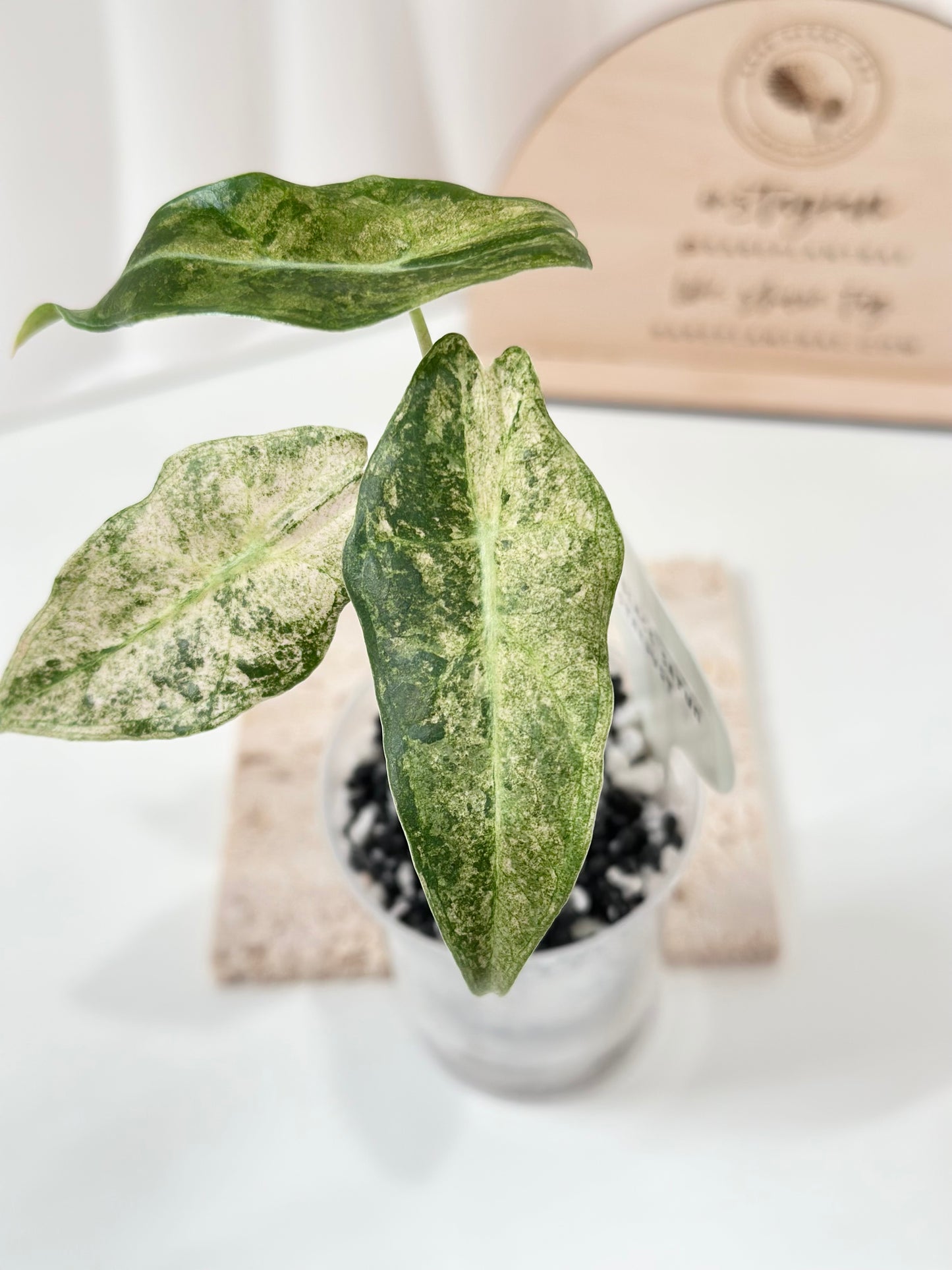 Alocasia Black Satun Variegated - Stardust