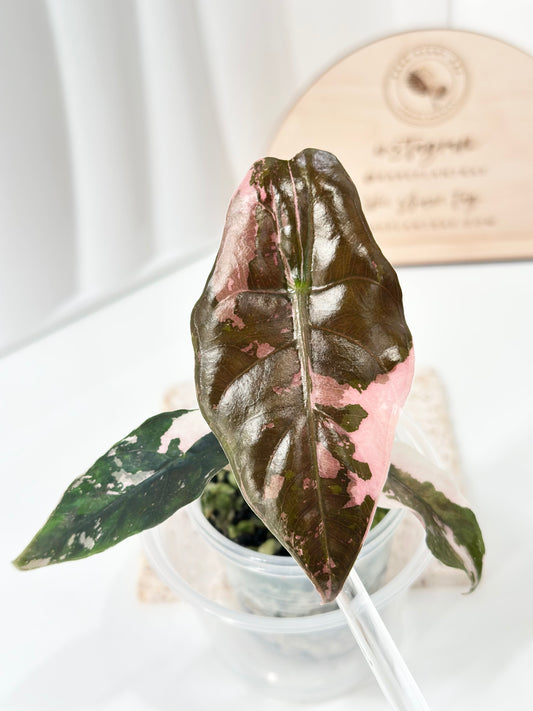 Alocasia Chantrieri Variegated - pink