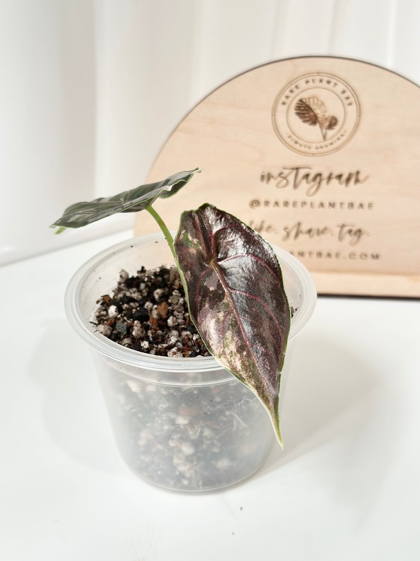 Alocasia Azlanii variegated - albo/pink