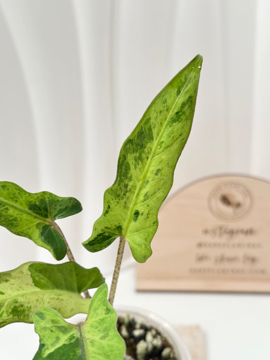 Alocasia Lauterbachiana variegated - aurea