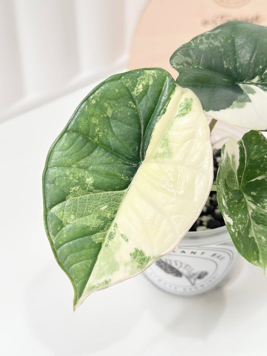 Alocasia Bisma "Platinum" variegated - albo