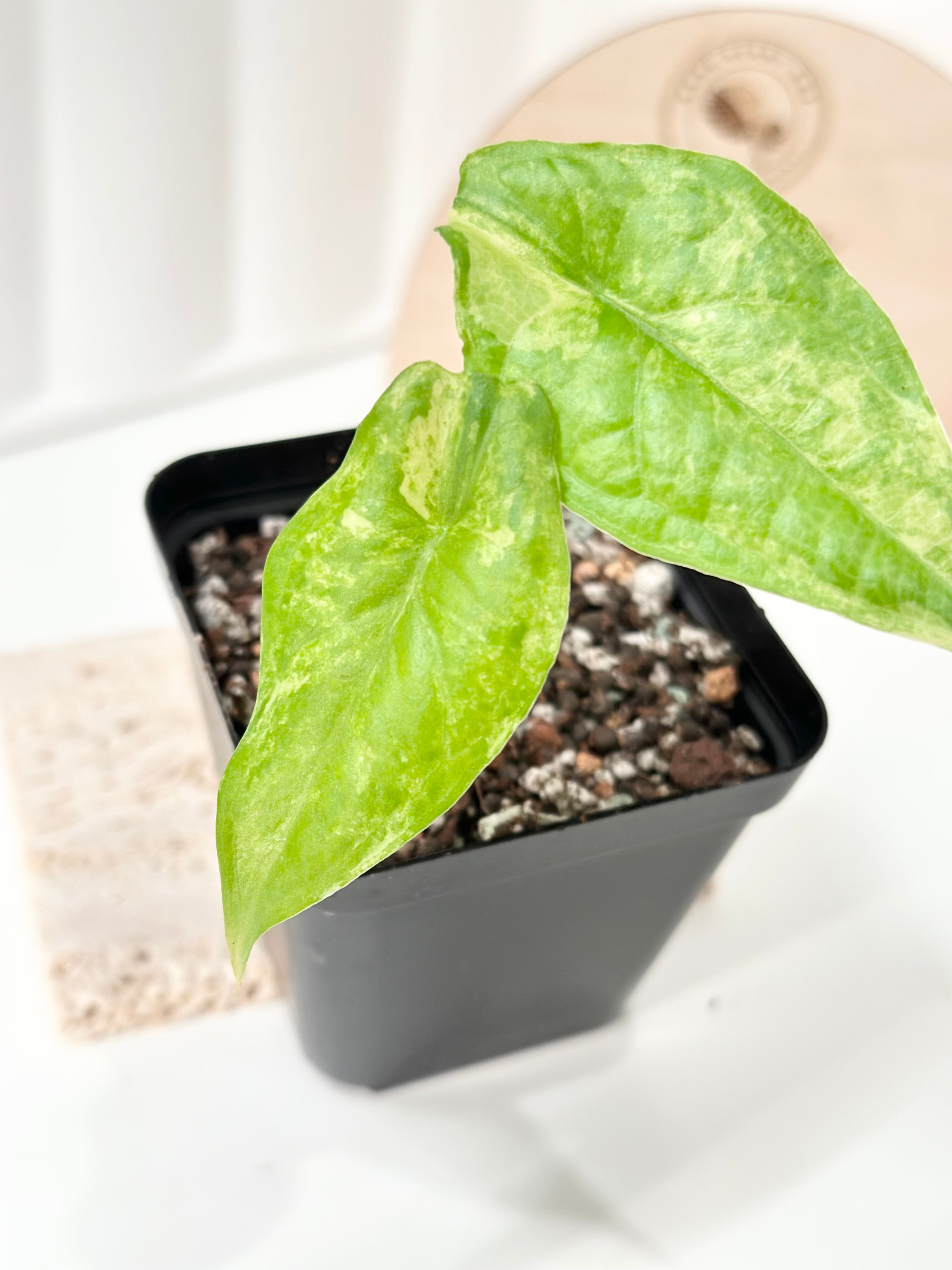 Alocasia Dragon Breath aurea｜アロカシア ドラゴン Alocasia Dragon's Breath Variegated - aurea – Rare Plant Bae