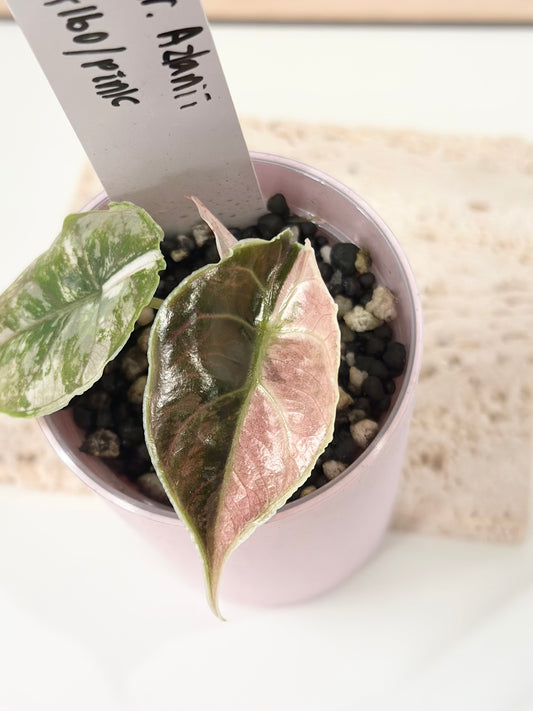Alocasia Azlanii variegated - albo/pink
