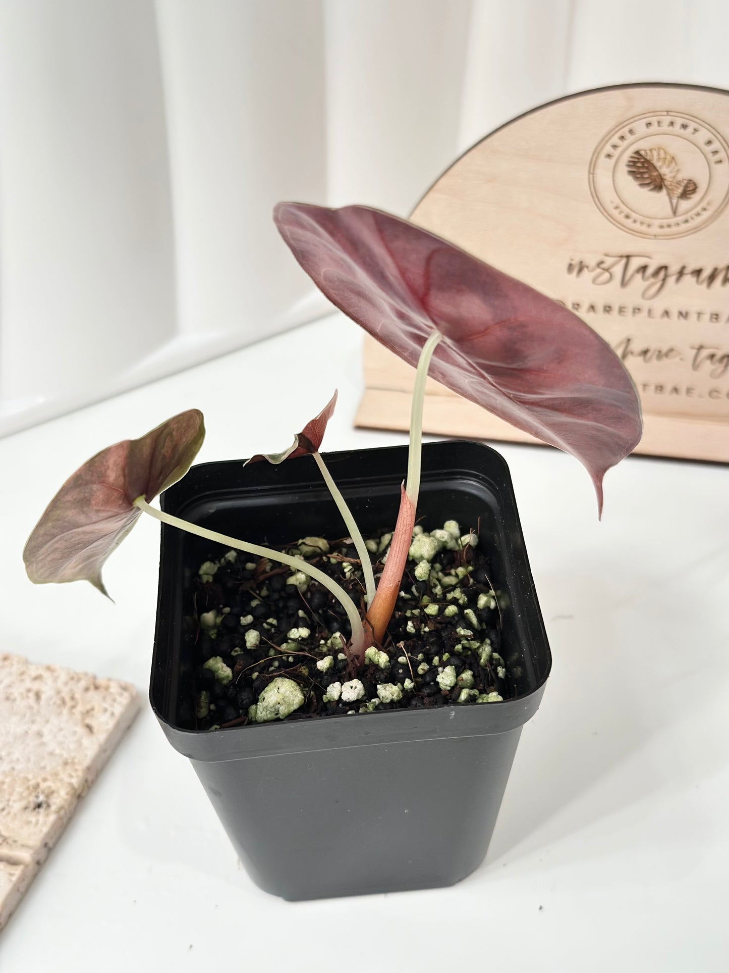 Alocasia Sedenii variegated - aurea