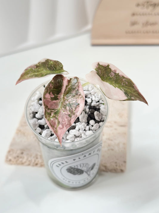 Alocasia Cuprea Variegated - pink marble