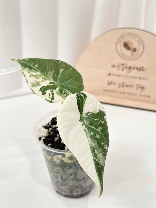 Alocasia Maharani variegated - albo