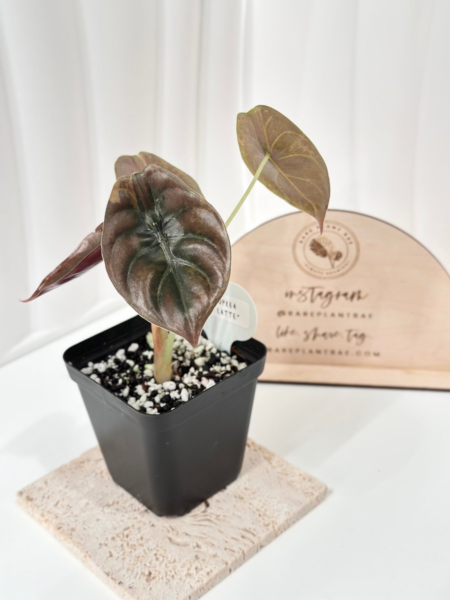 Alocasia Cuprea variegated - "gold latte"/ aurea