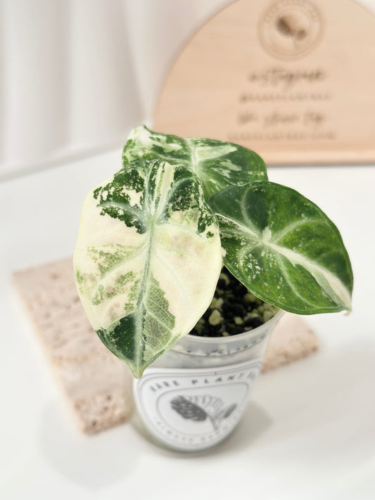 Alocasia Ninja variegated - albo