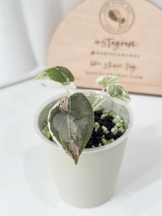 Alocasia Cuprea Variegated - pink marble