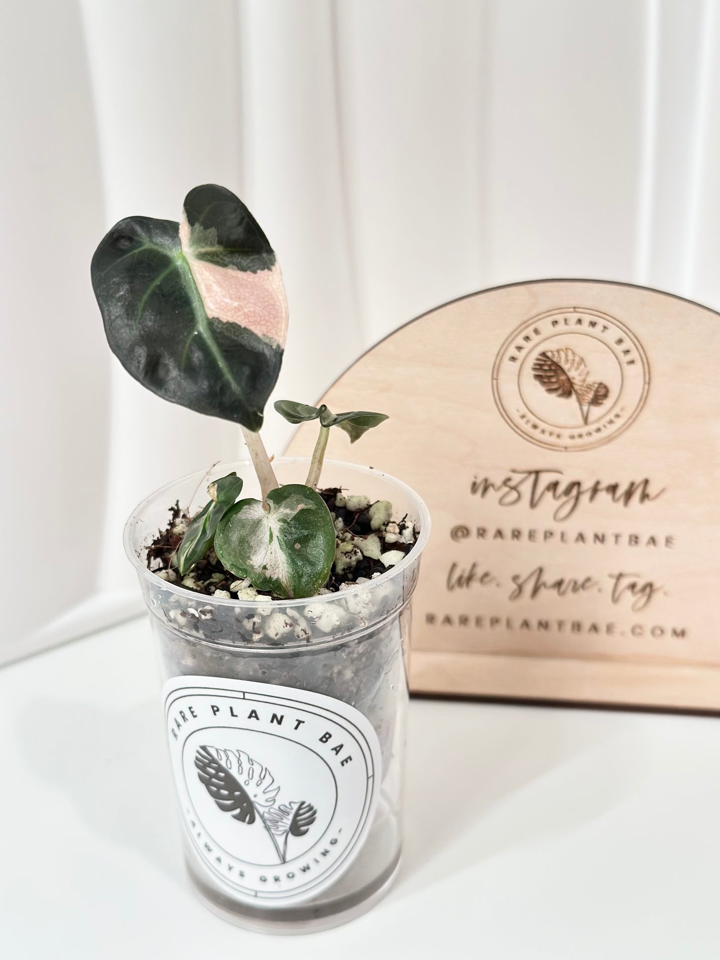 Alocasia Heart Balloon Variegated - Pink