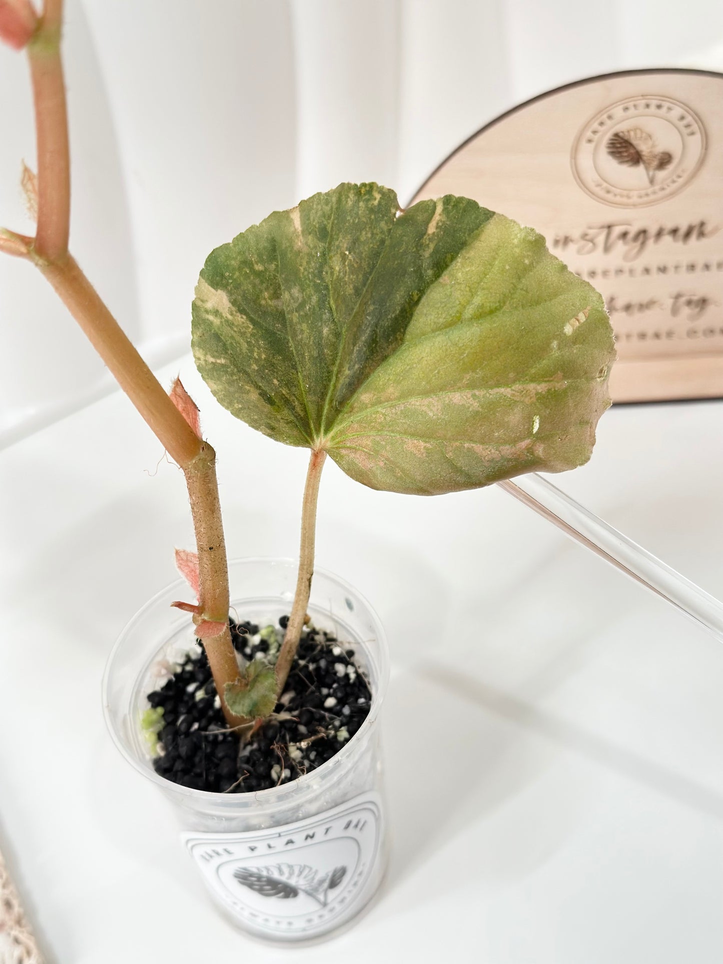 Begonia Cucullata variegated - aurea