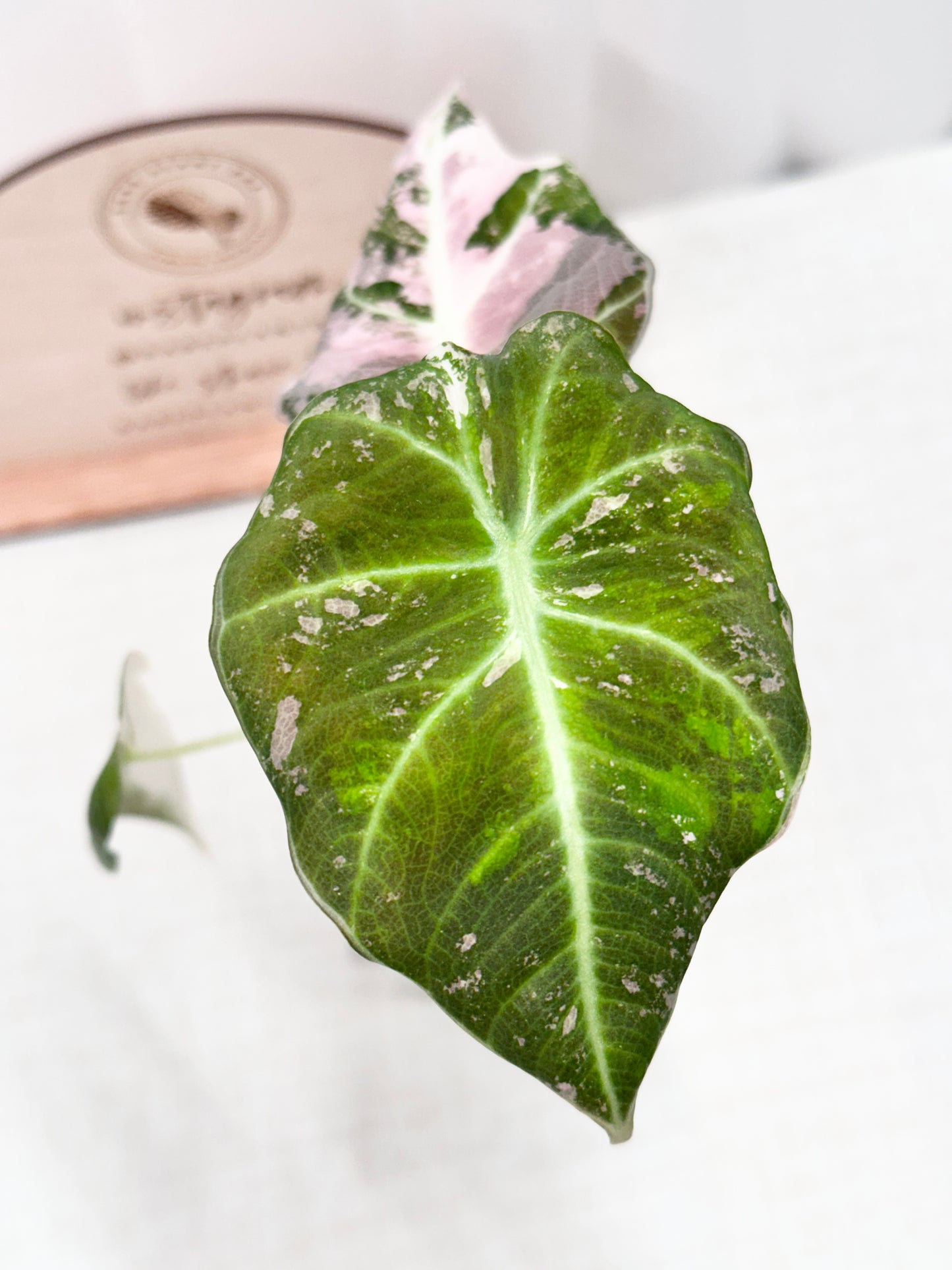 Alocasia Black Velvet Variegated - pink/albo