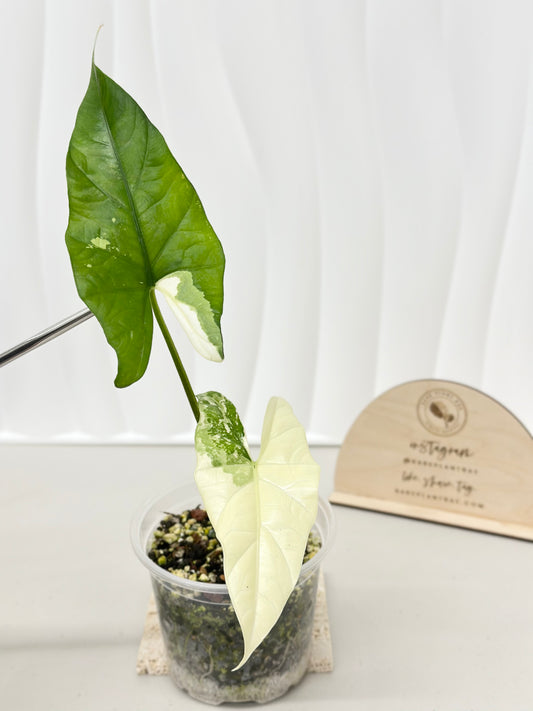 Alocasia Simpo Variegated - albo