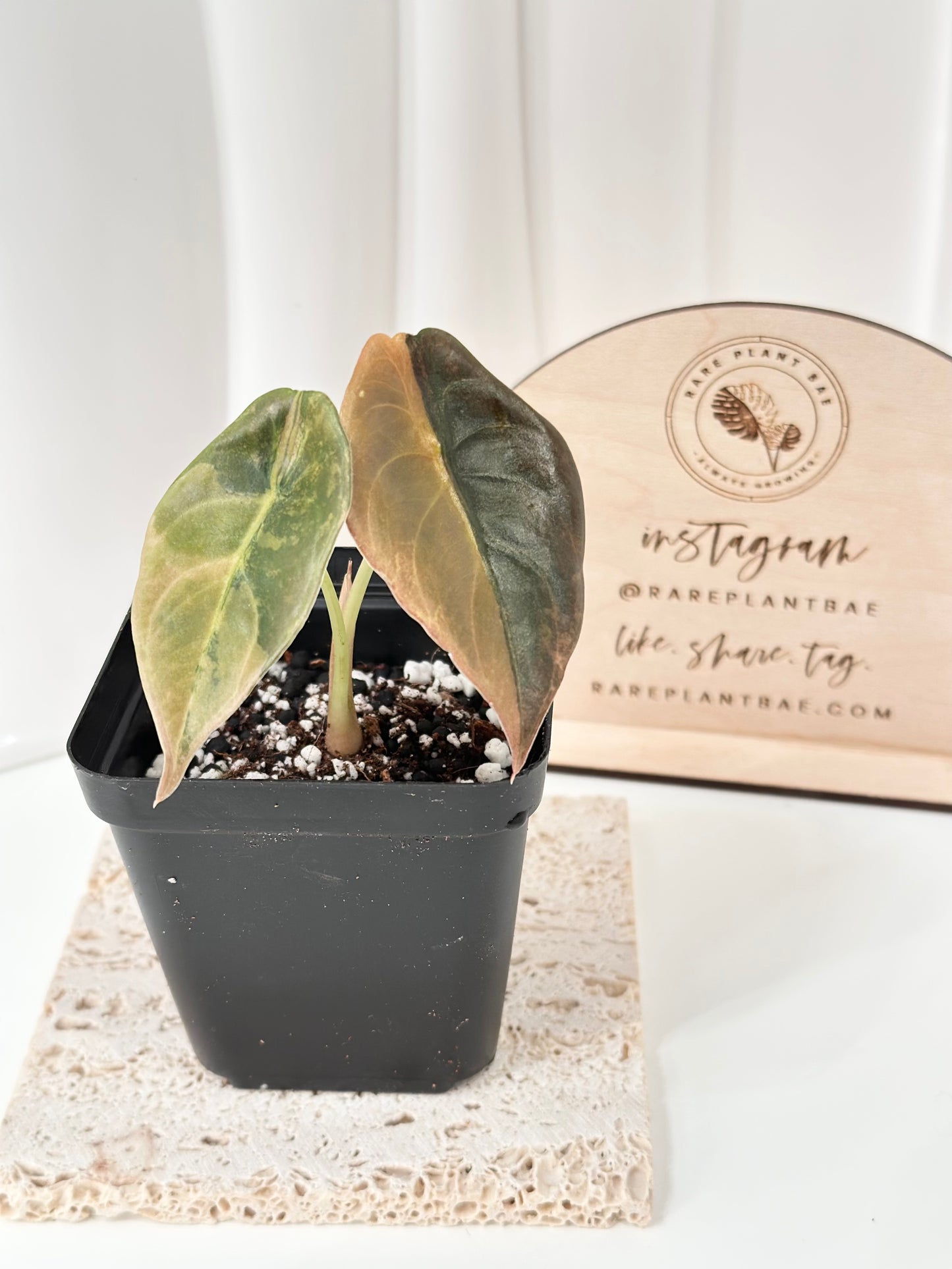 Alocasia Cuprea variegated - "gold latte"/ aurea