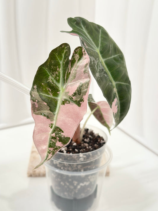 Alocasia Polly variegated - Pink (P4)