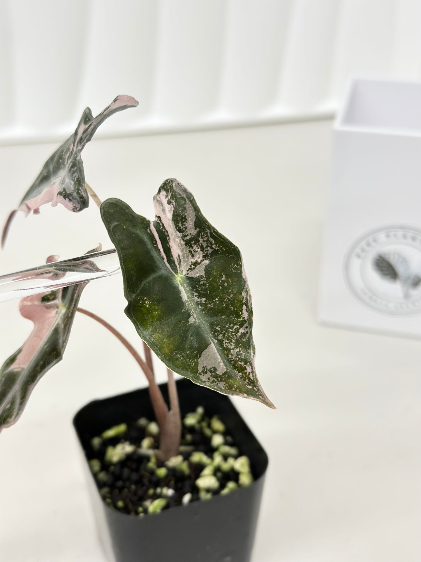 Alocasia Sanderiana "Nobilis K" Variegated - pink