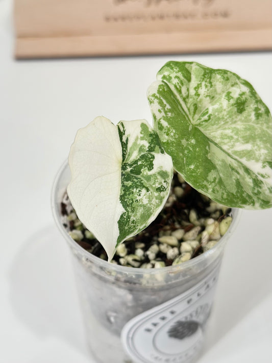 Alocasia Melo variegated - albo