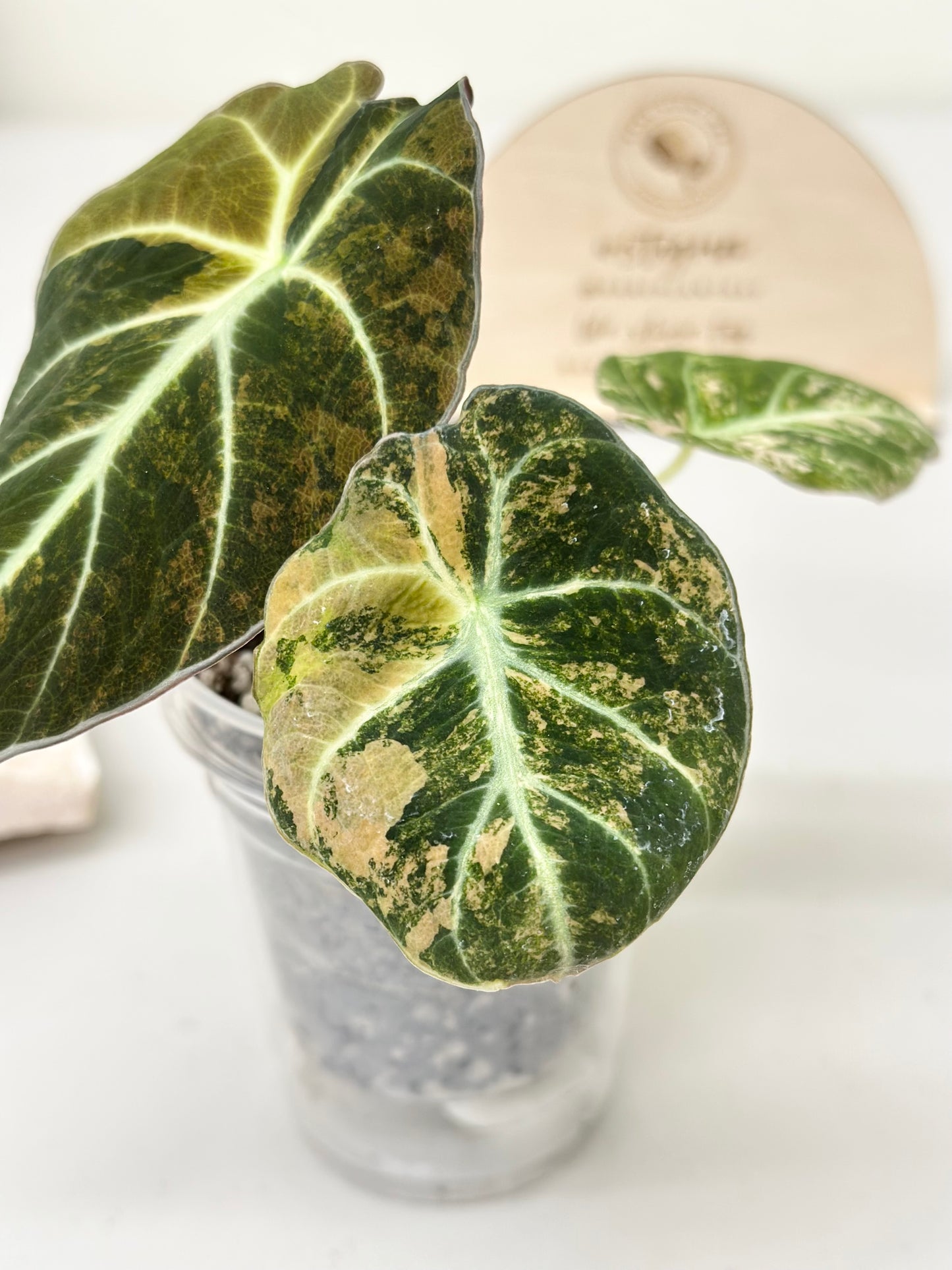 Alocasia Black Velvet Variegated - aurea