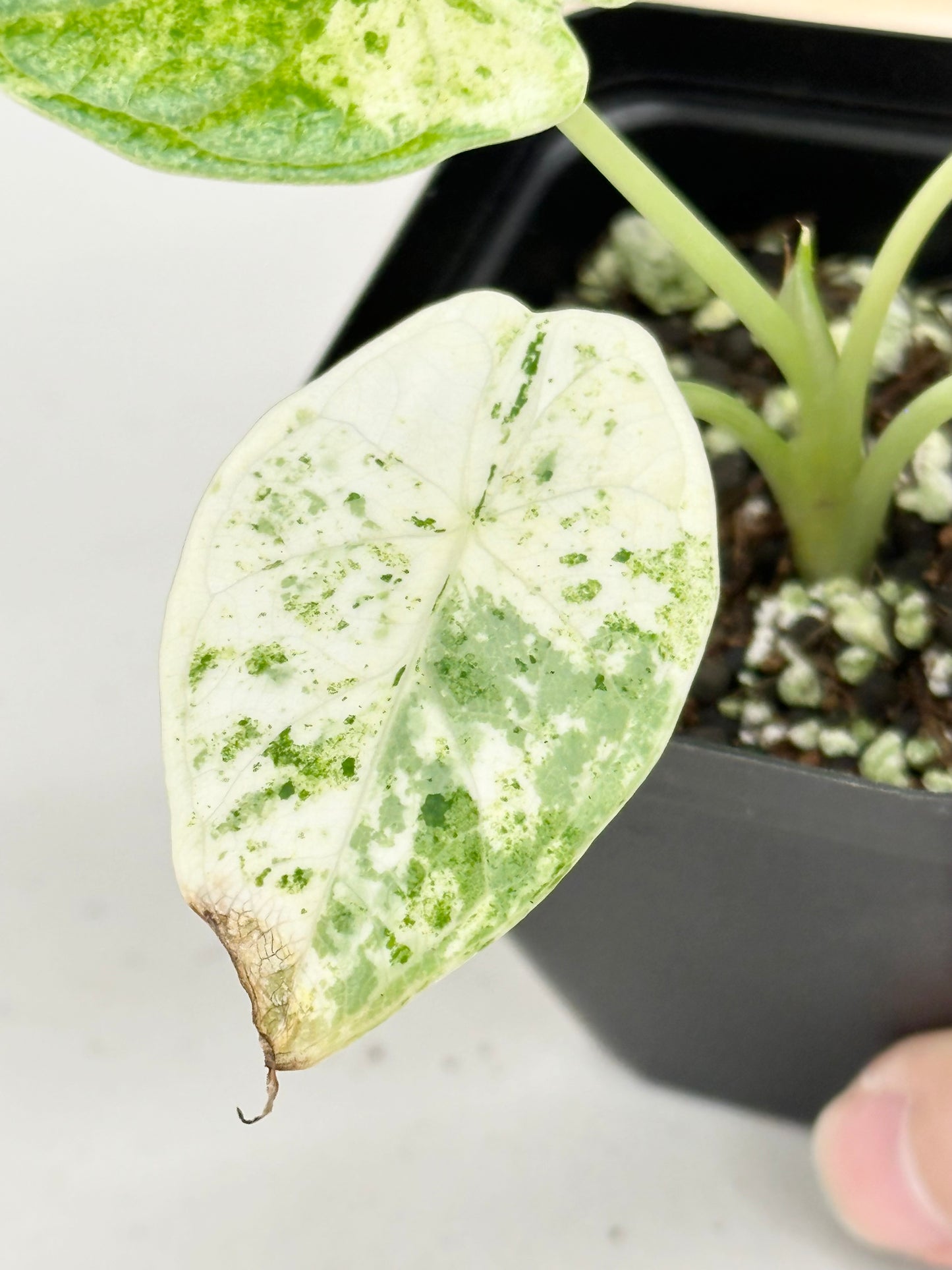 Alocasia Dragon Scale Variegated - mint