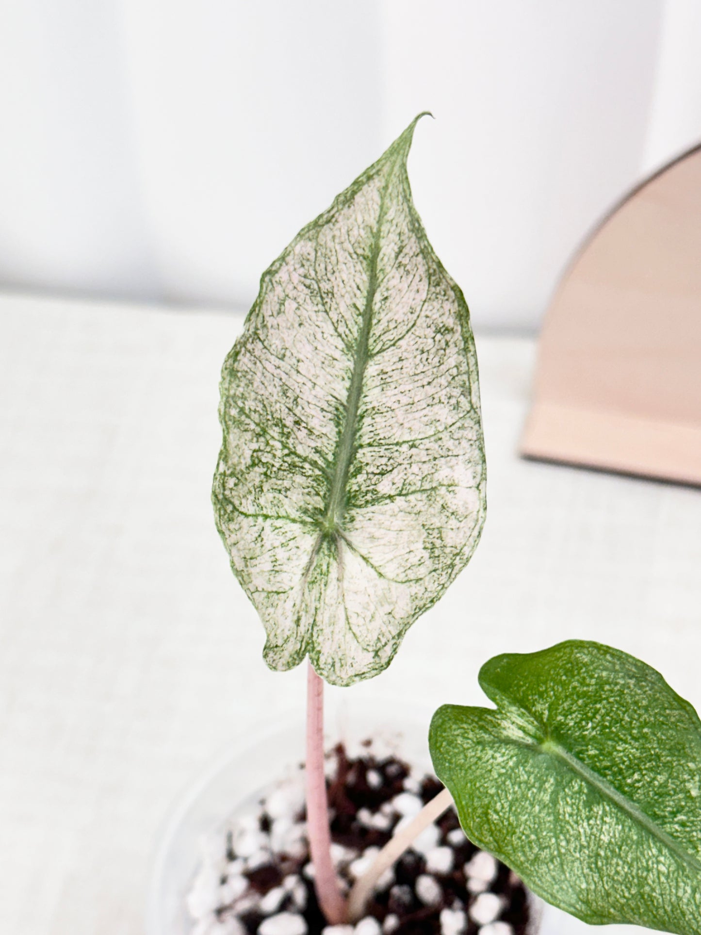 Alocasia Pink Dragon variegated - "stardust"