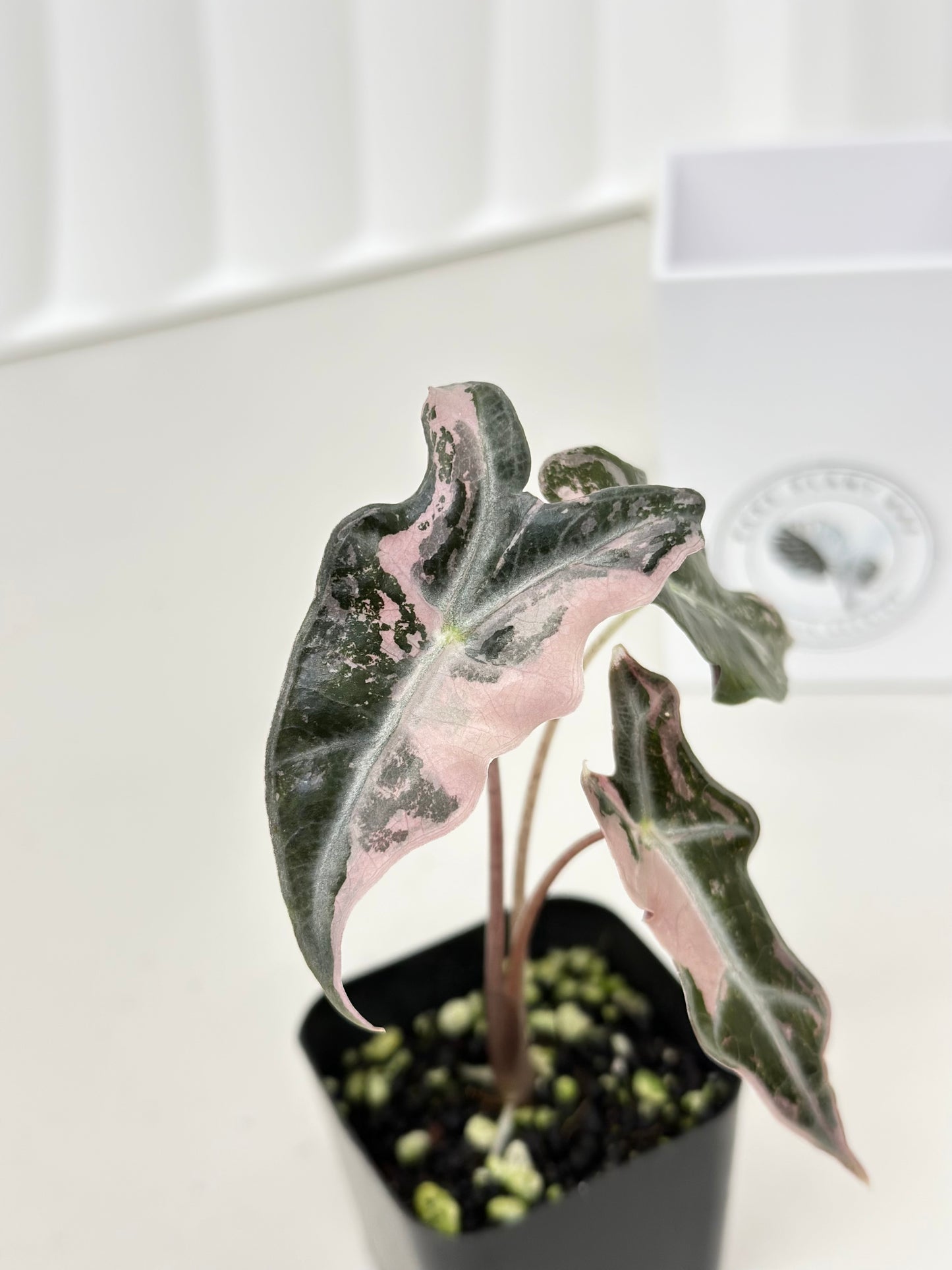 Alocasia Sanderiana "Nobilis K" Variegated - pink