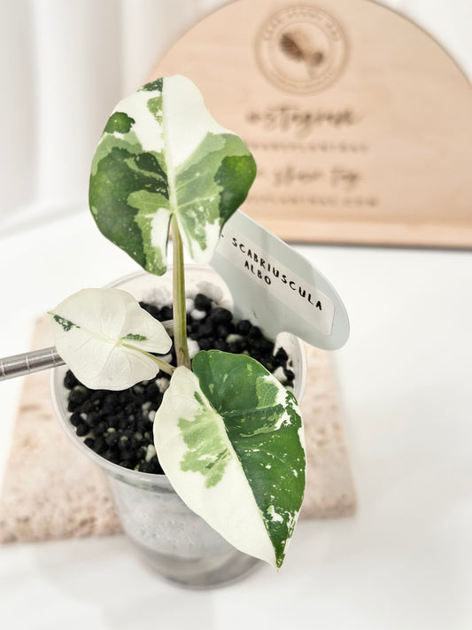 Alocasia Scabriuscula Variegated - albo