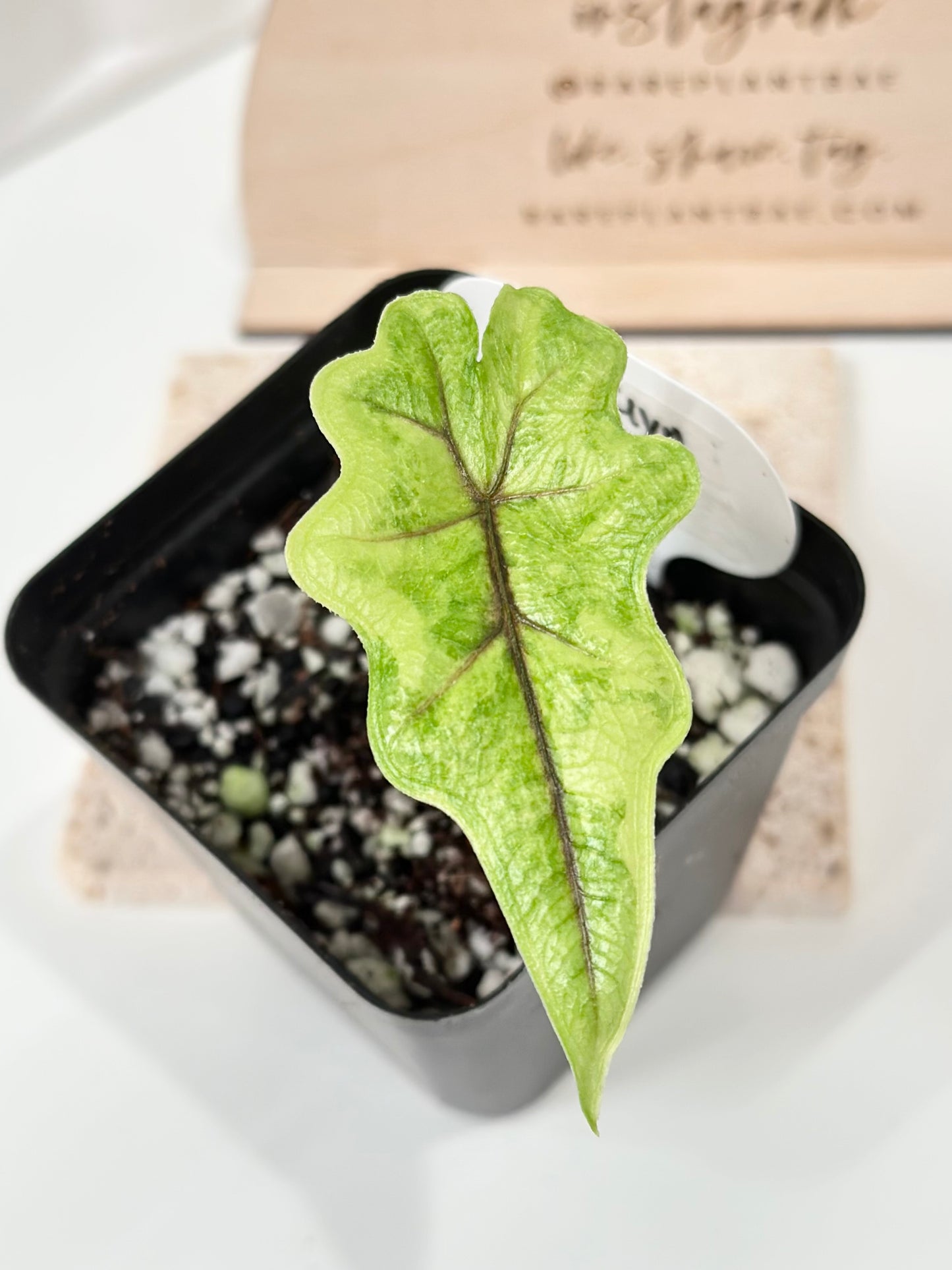 Alocasia Tandurusa variegated aurea (previously Jacklyn)