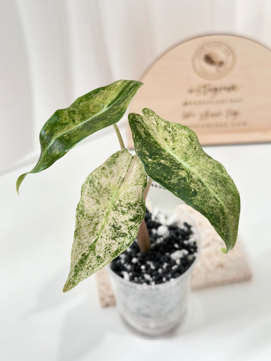 Alocasia Black Satun Variegated - Stardust
