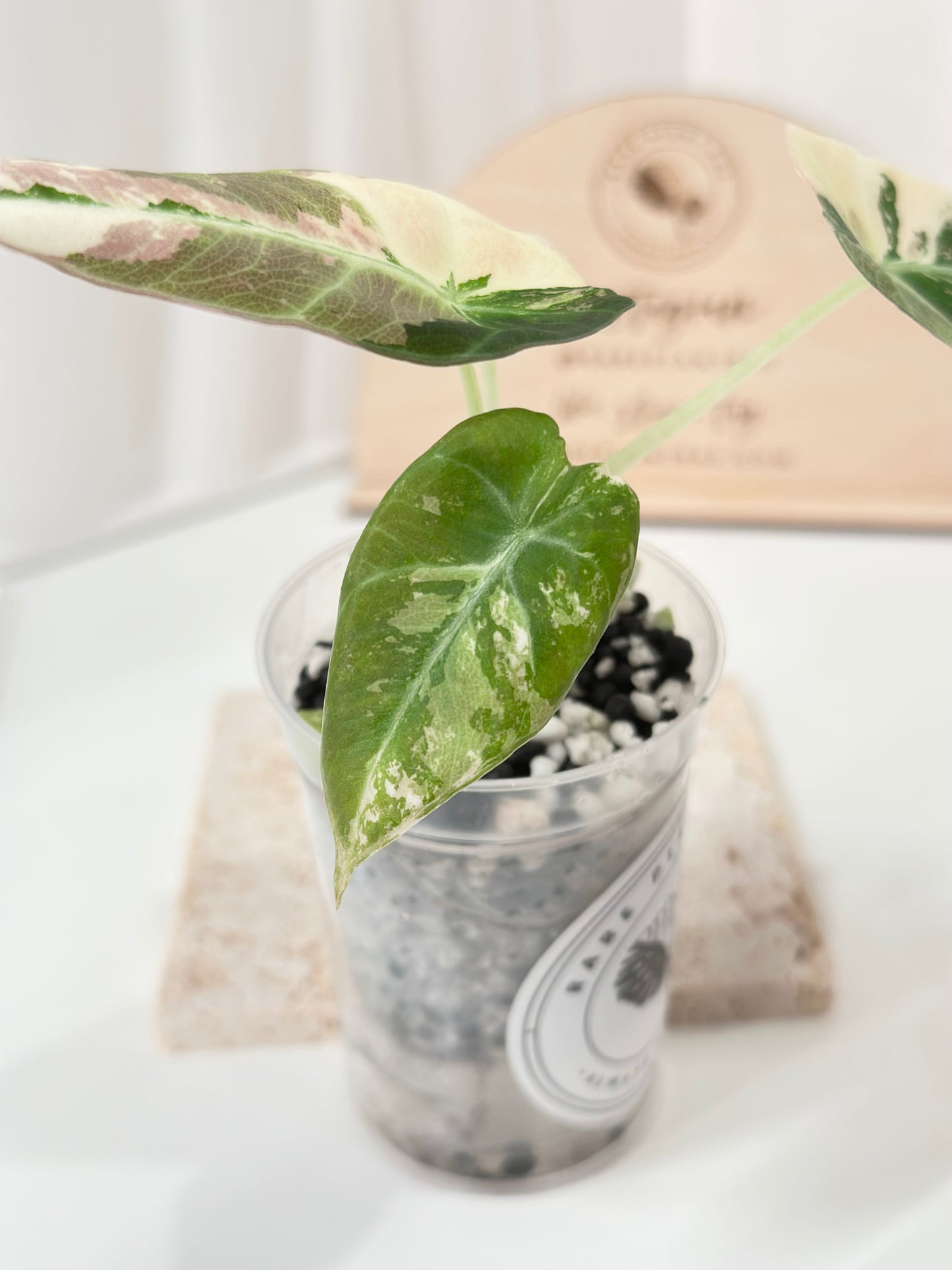 Alocasia Black Velvet Variegated - pink/albo