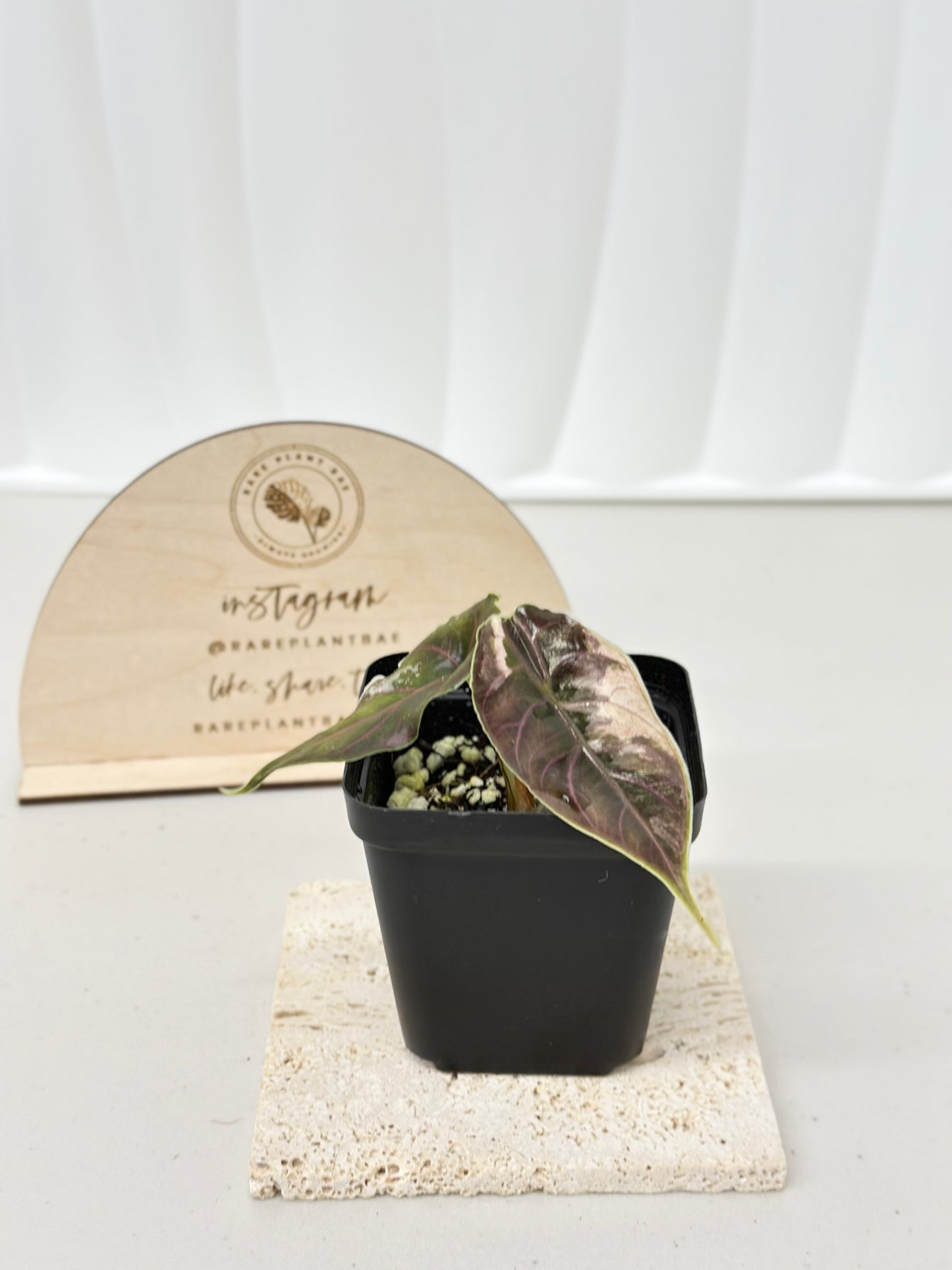 Alocasia Azlanii variegated - albo/pink