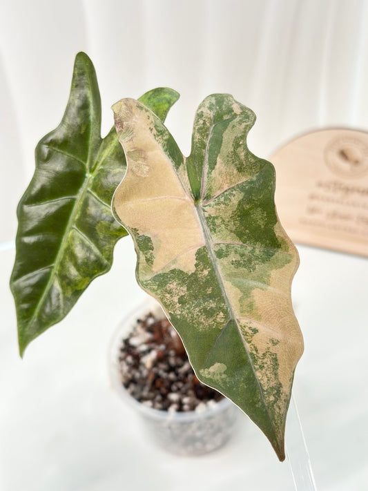 Alocasia Pseudo Sanderiana variegated - aurea