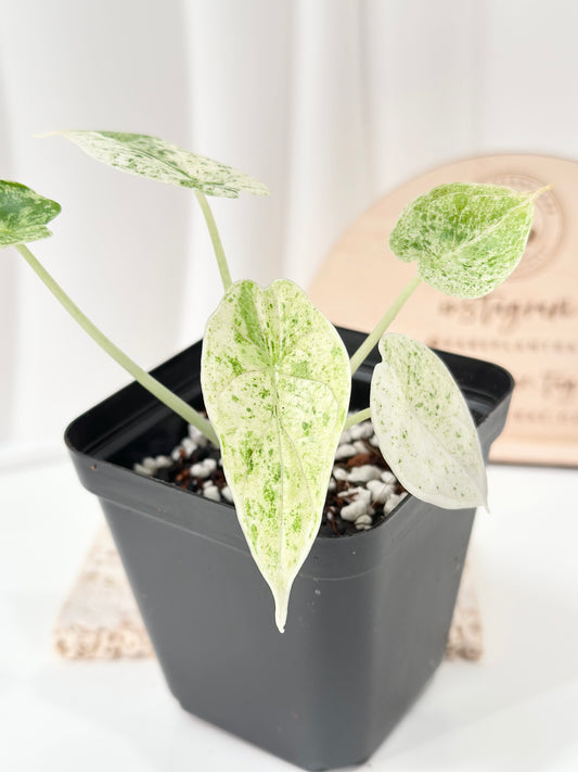 Alocasia Dragon Scale Variegated - mint