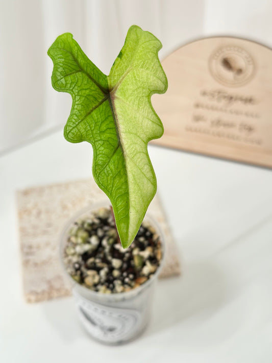 Alocasia Tandurusa variegated aurea (previously Jacklyn)
