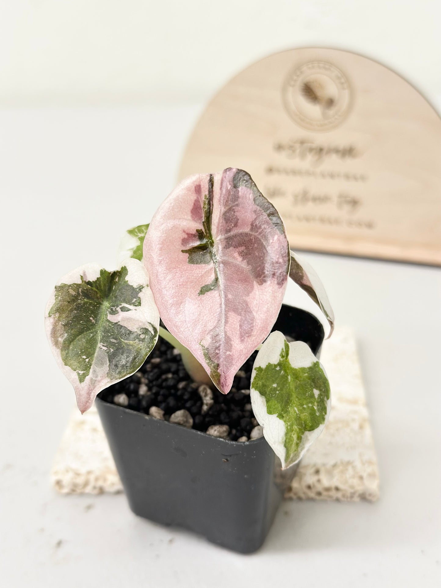 Alocasia Cuprea Variegated - pink marble *premium var*
