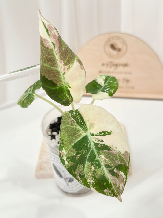 Alocasia Black Velvet Variegated - pink/albo