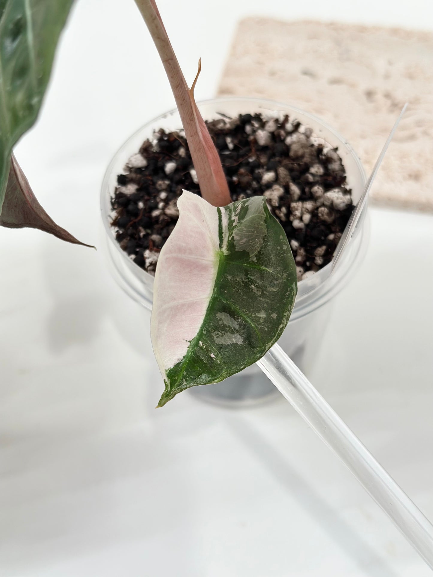 Alocasia Polly variegated - Pink (P4)