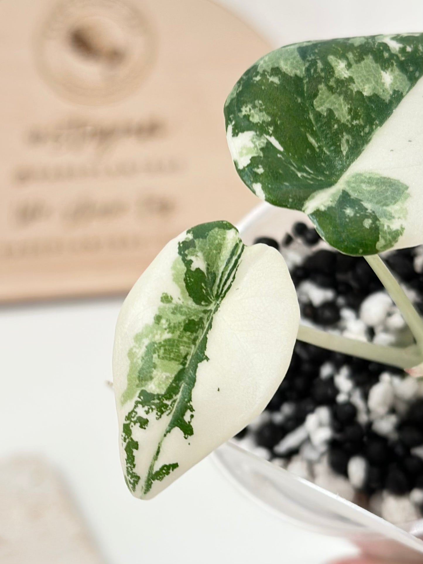 Alocasia Maharani variegated - albo