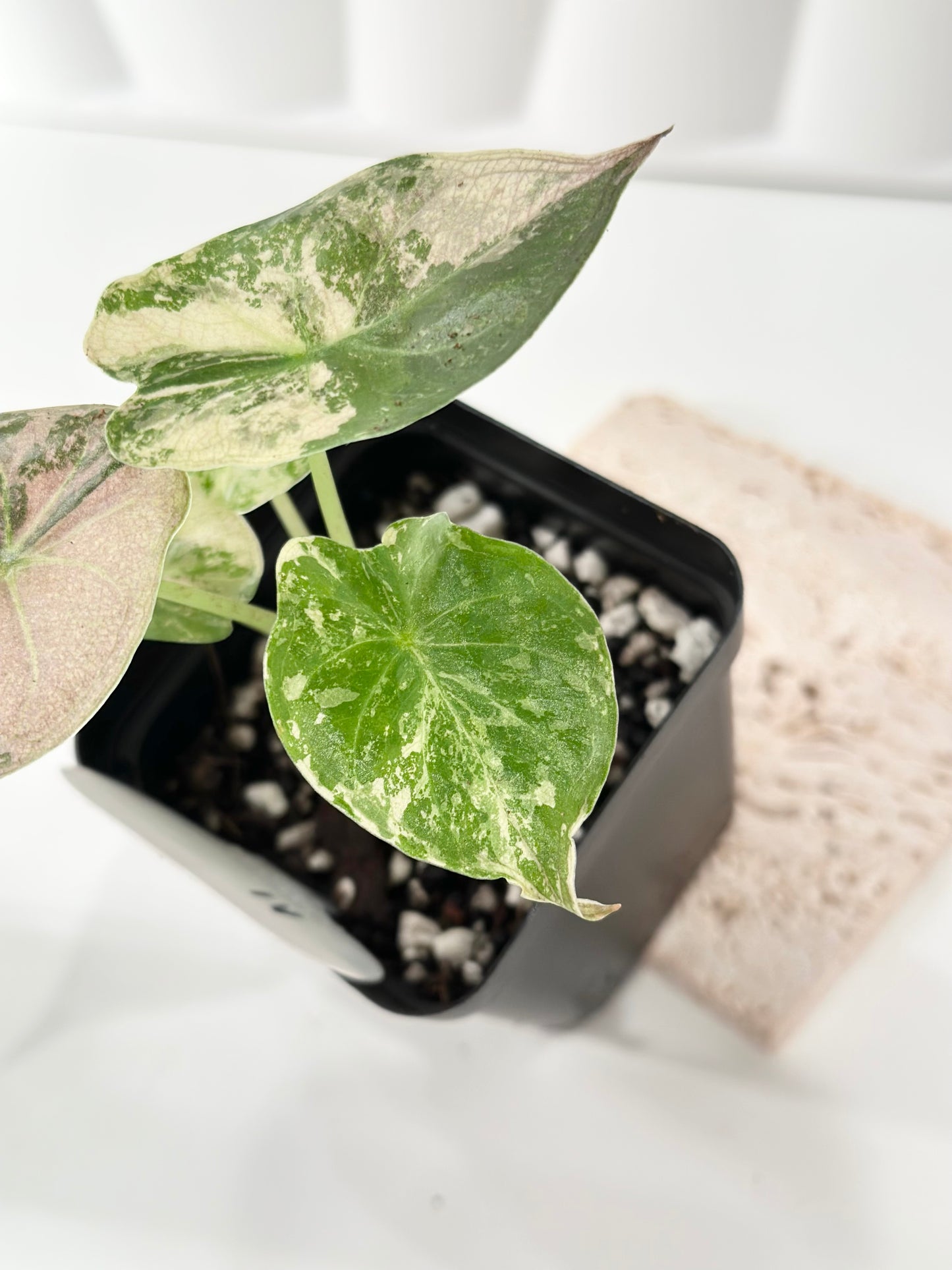 Alocasia Wentii variegated - pink/ albo (A1)