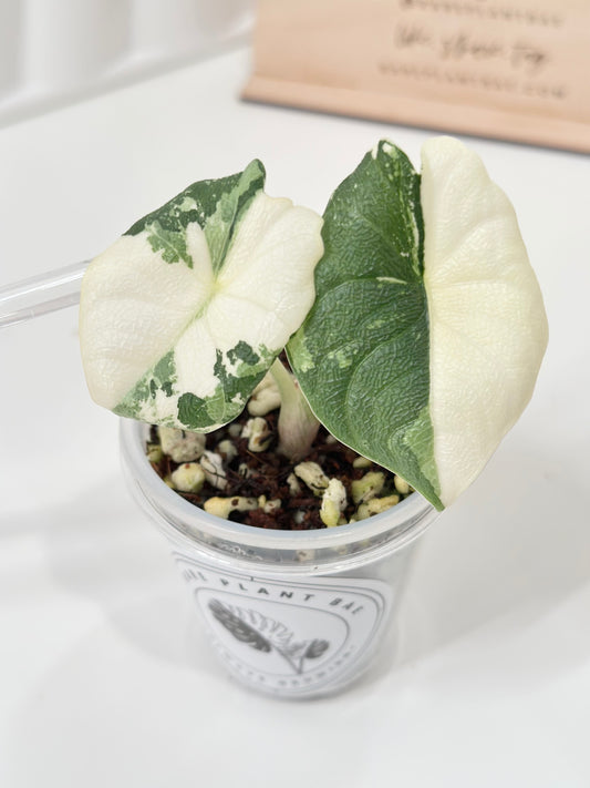 Alocasia Melo variegated - albo