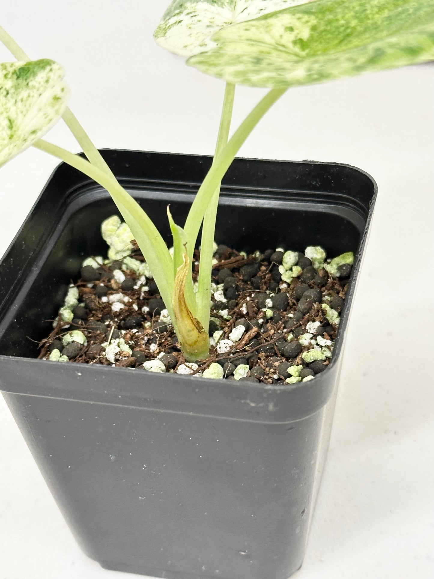 Alocasia Dragon Scale Variegated - mint