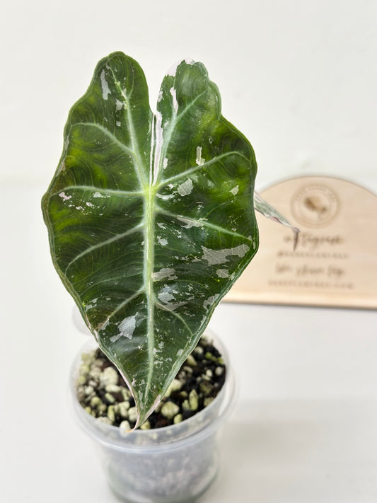 Alocasia Polly variegated - Pink (P6)