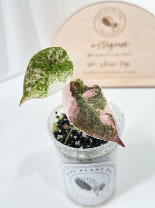 Alocasia Cuprea Variegated - pink marble