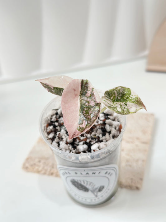 Alocasia Cuprea Variegated - pink marble