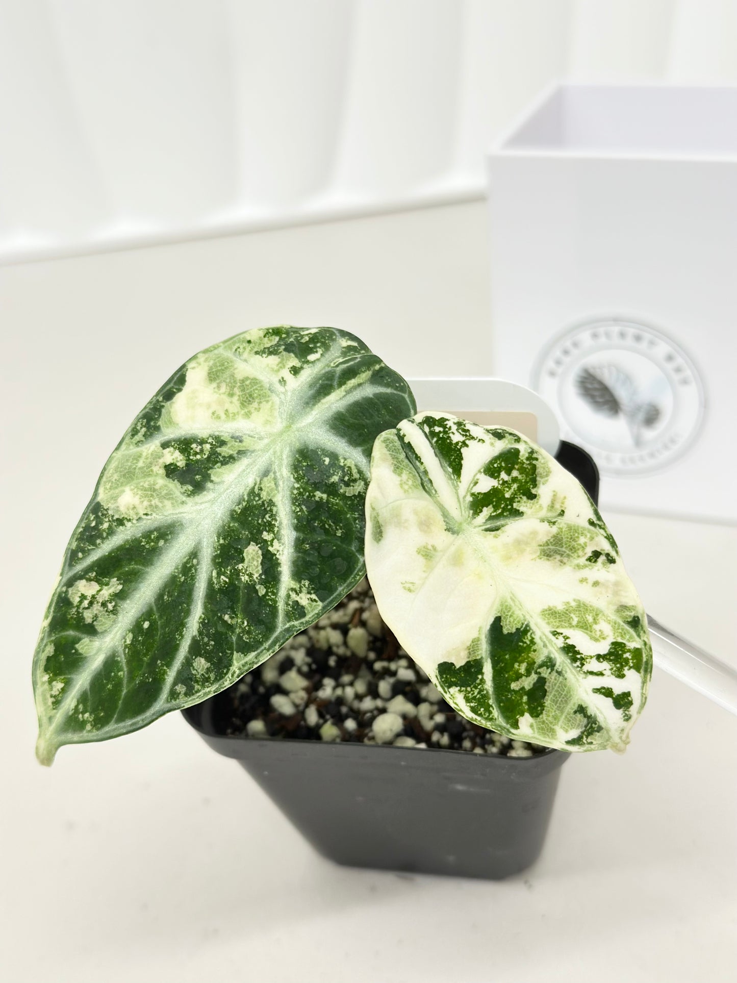 Alocasia Ninja variegated - albo