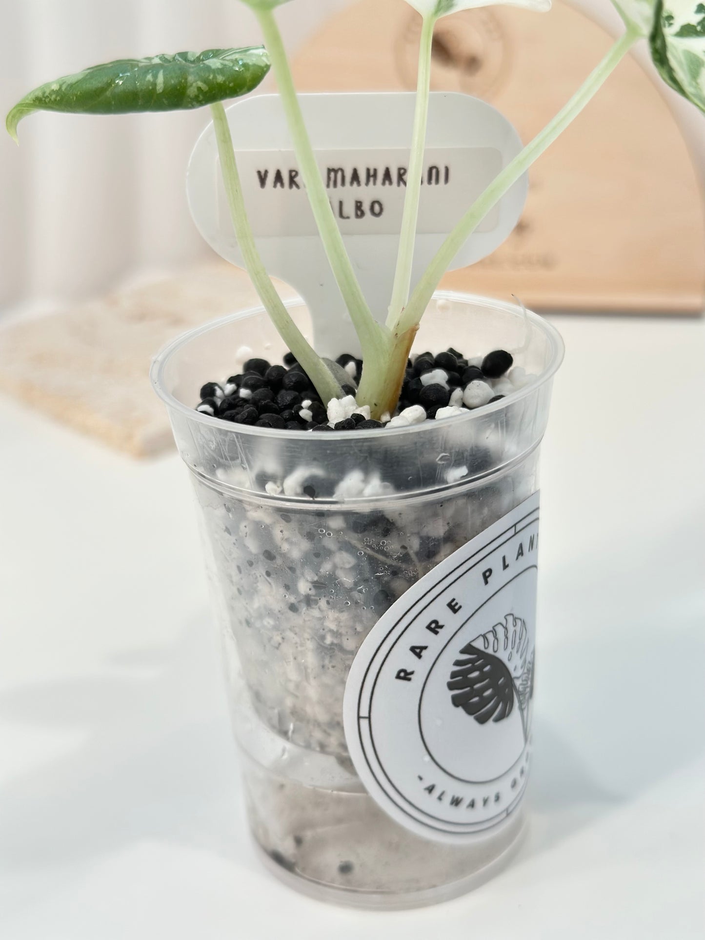 Alocasia Maharani variegated - albo
