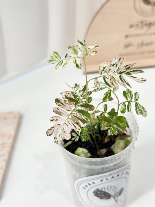 Phyllanthus Urinaria variegated - pink