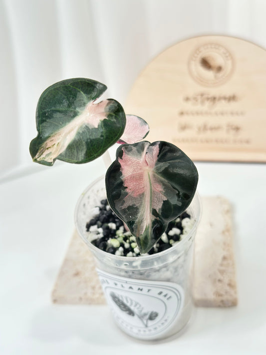 Alocasia Heart Balloon Variegated - Pink