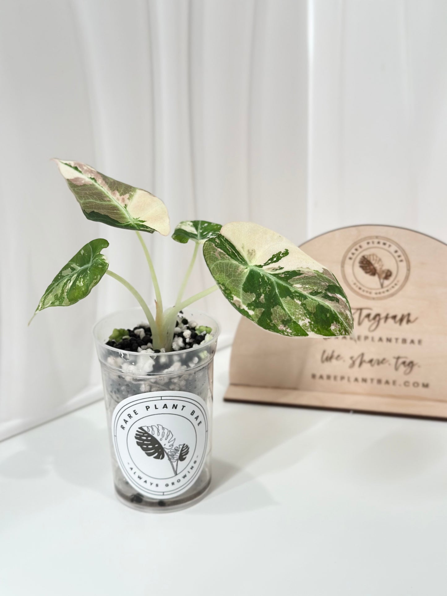 Alocasia Black Velvet Variegated - pink/albo