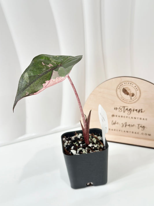 Alocasia Plumbea variegated - pink
