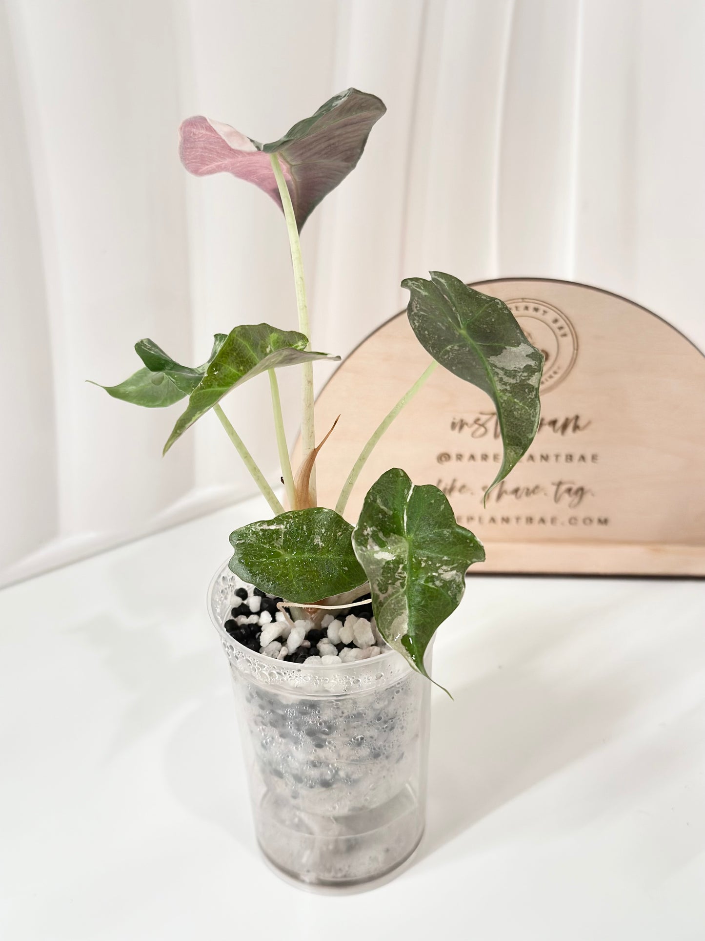 Alocasia Polly variegated - Pink
